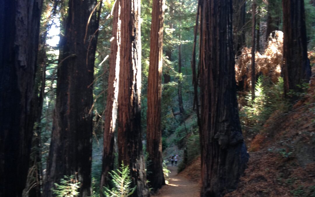 Sacred Redwood Path, Mendocino, CA