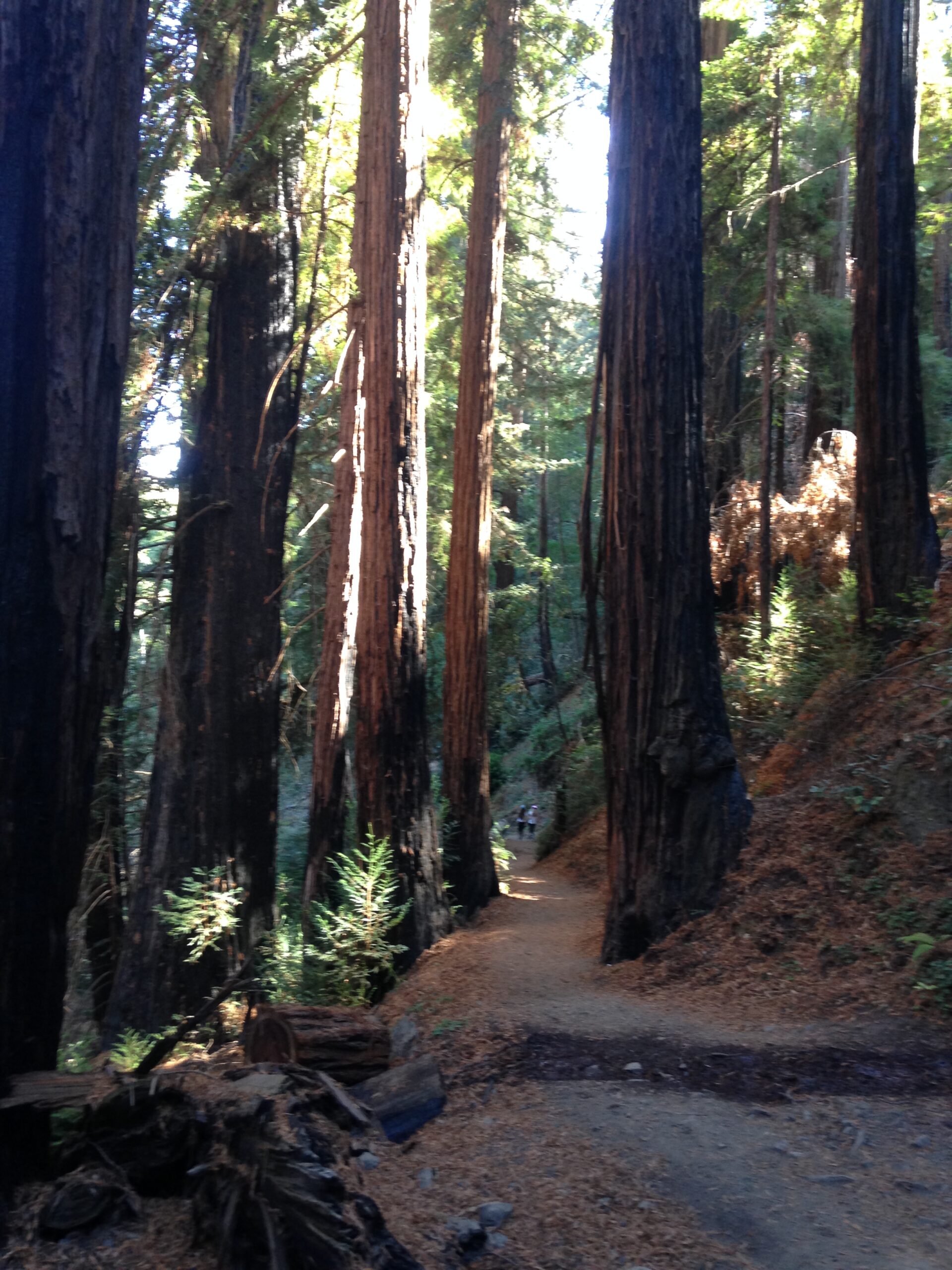 Sacred Redwood Path, Mendocino, CA